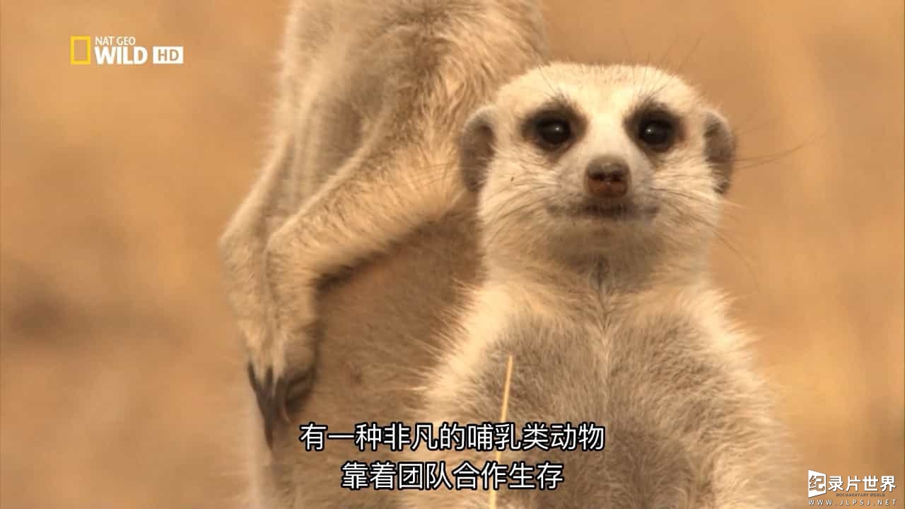 国家地理《狐獴家族 Clan Of The Meerkat 2007》全1集