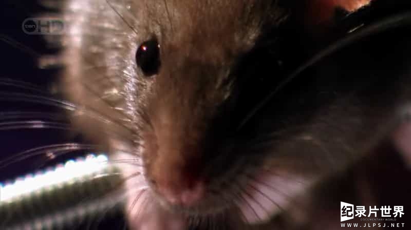 国家地理《天才老鼠 Rat Genious 2008》全1集 