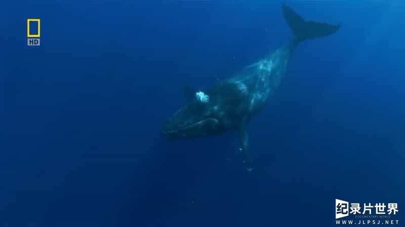 国家地理《座头鲸之歌/大翅鲸之歌/座头鲸之歌的谜题 Humpbacks Cracking The Code 2009》全1集 