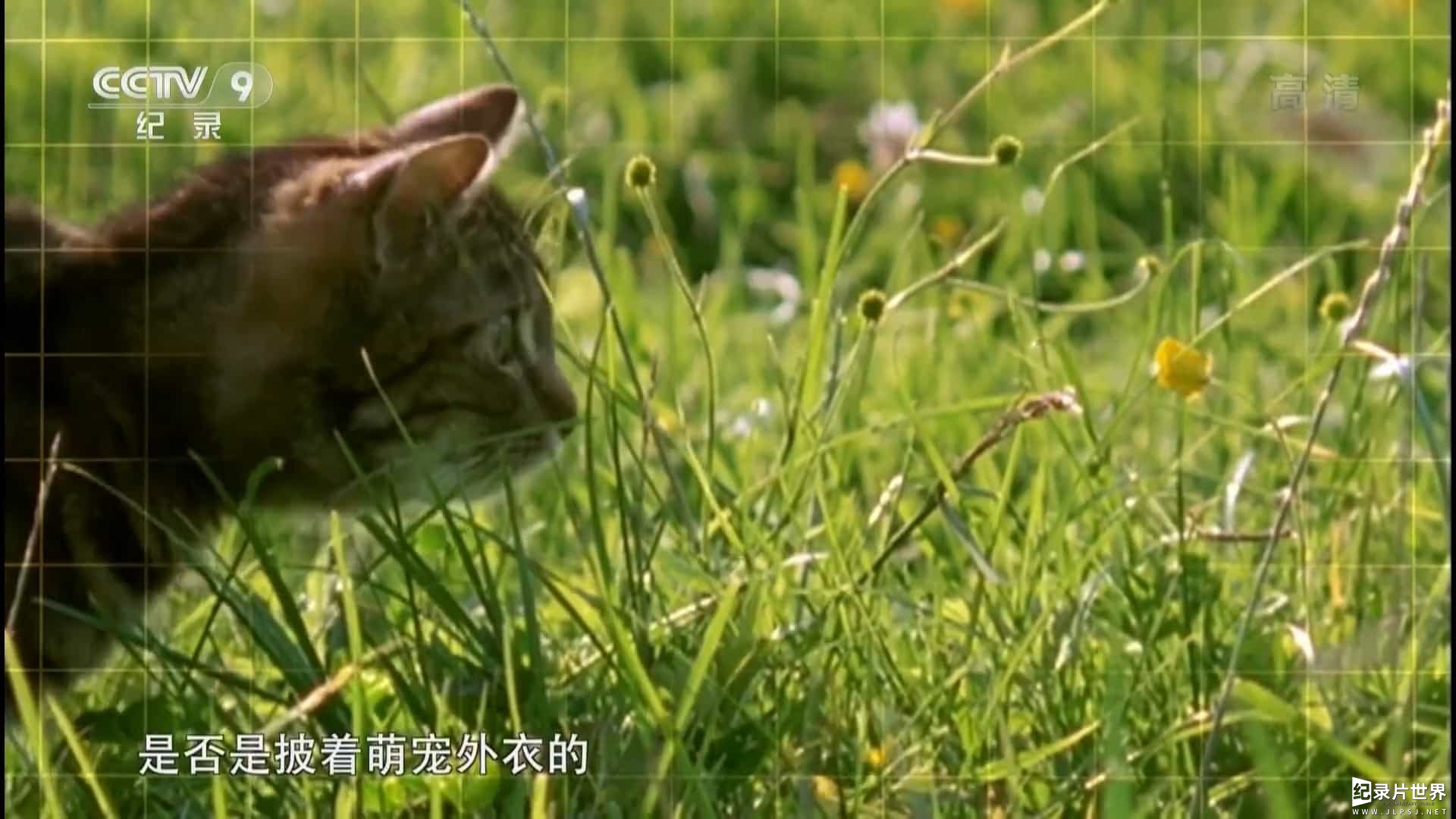 国家地理《猫咪的狂野一面/猫咪的秘密生活 Wild Side of Cats 2017》全1集