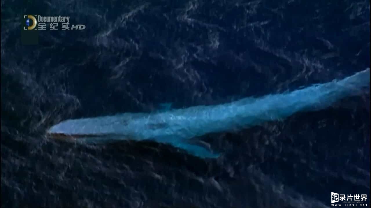 国家地理《小蓝鲸历险记 Blue Whale Odyssey 2010》全1集