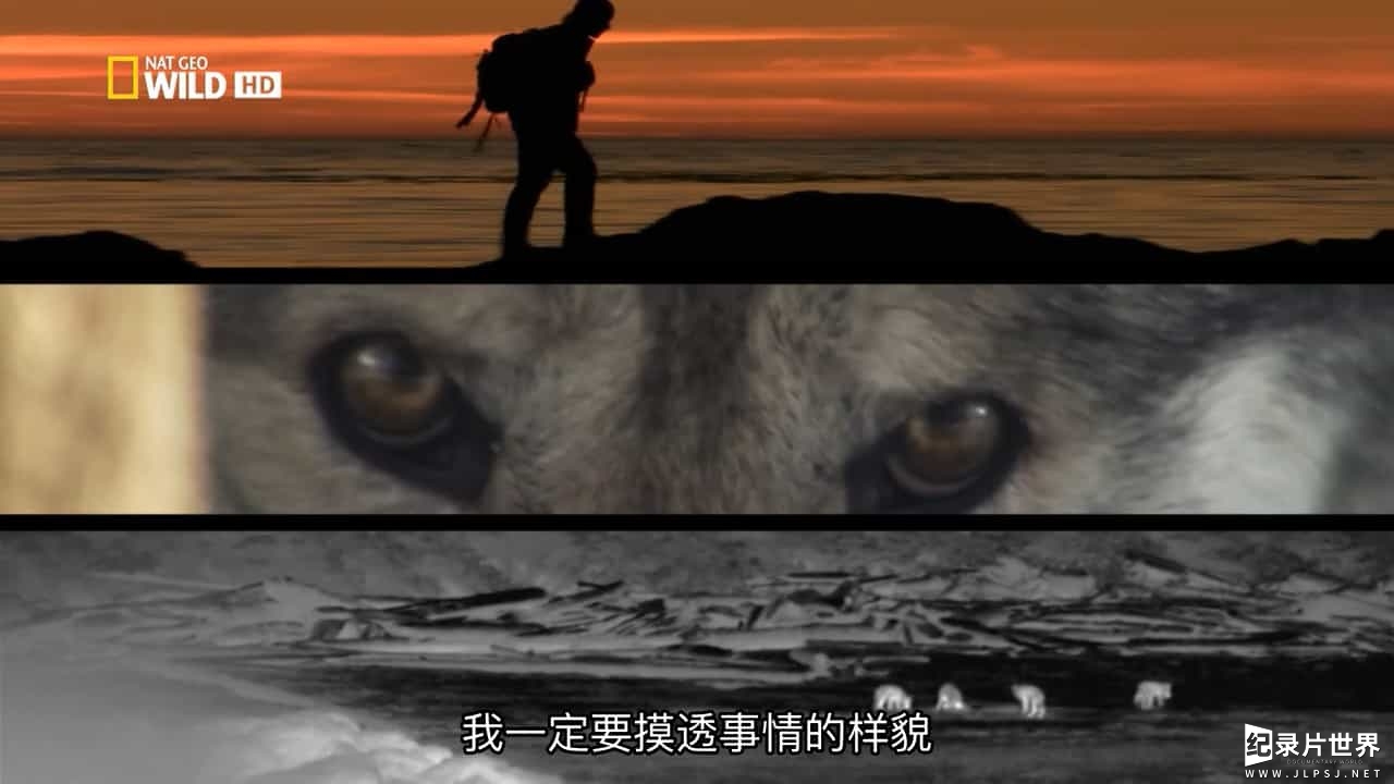 国家地理《荒野远征：巨狼 America The Wild: Monster Wolf 2014》全1集