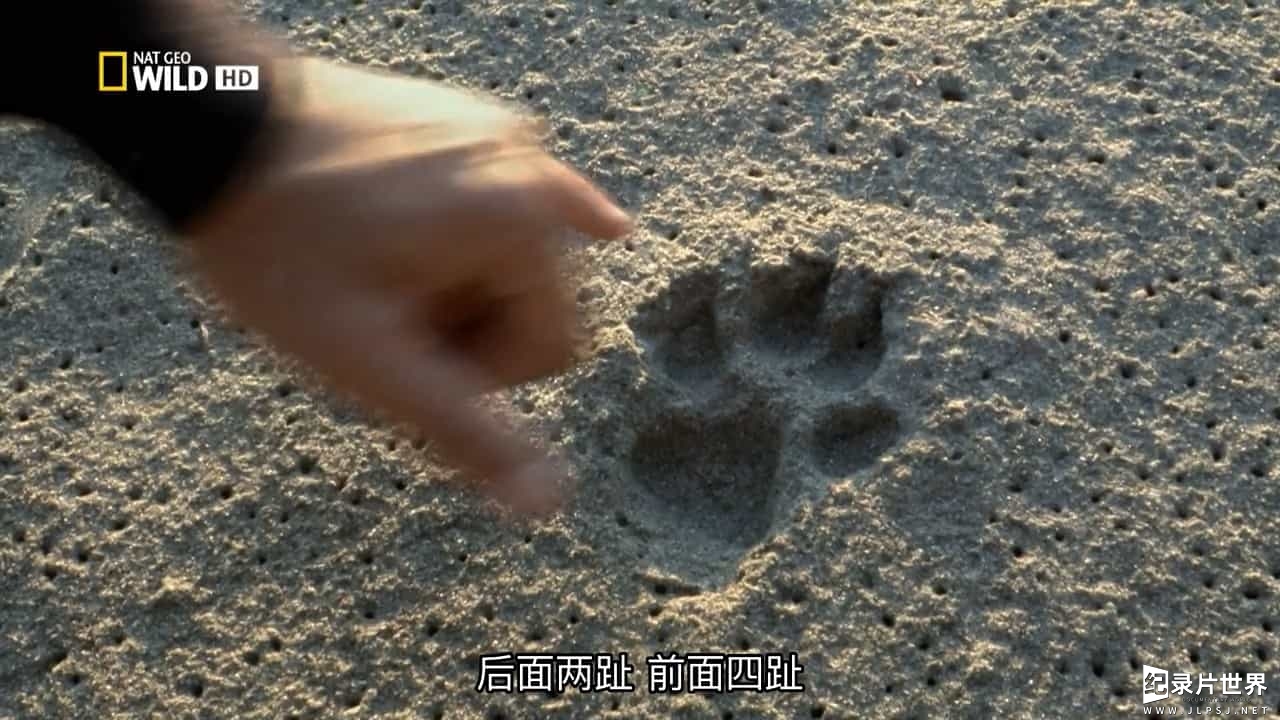 国家地理《荒野远征：巨狼 America The Wild: Monster Wolf 2014》全1集