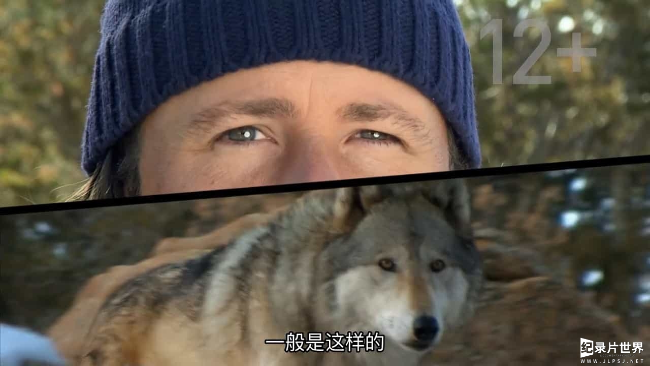 国家地理《荒野远征：巨狼 America The Wild: Monster Wolf 2014》全1集