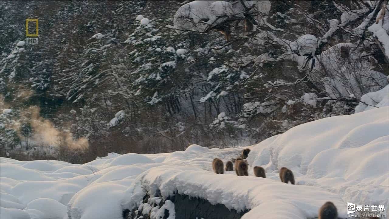  国家地理《野性日本：雪猴 Wild Japan:Snow Monkeys 2014》全1集