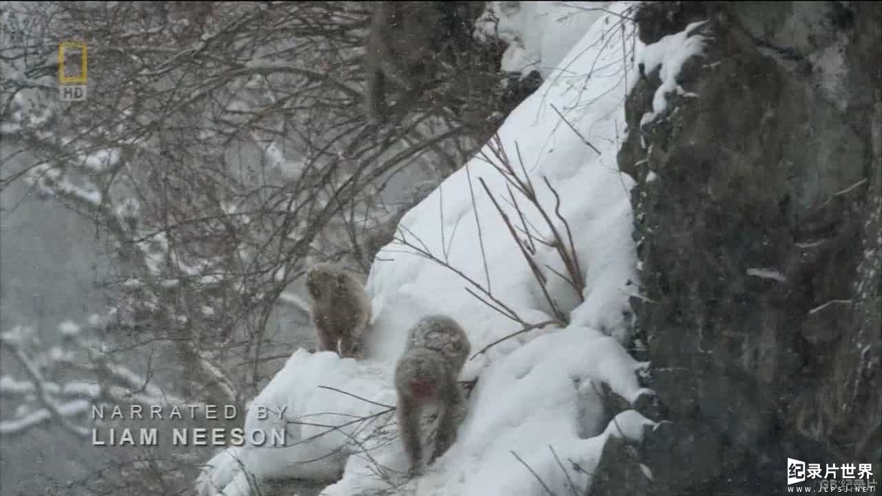  国家地理《野性日本：雪猴 Wild Japan:Snow Monkeys 2014》全1集