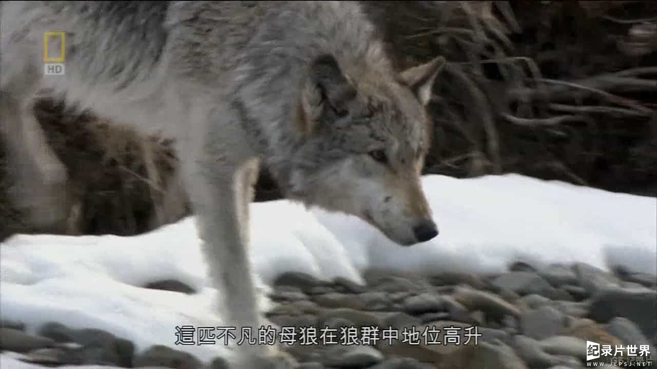 国家地理《野性黄石：女狼 Wild Yellowstone:She Wolf 2014》全1集