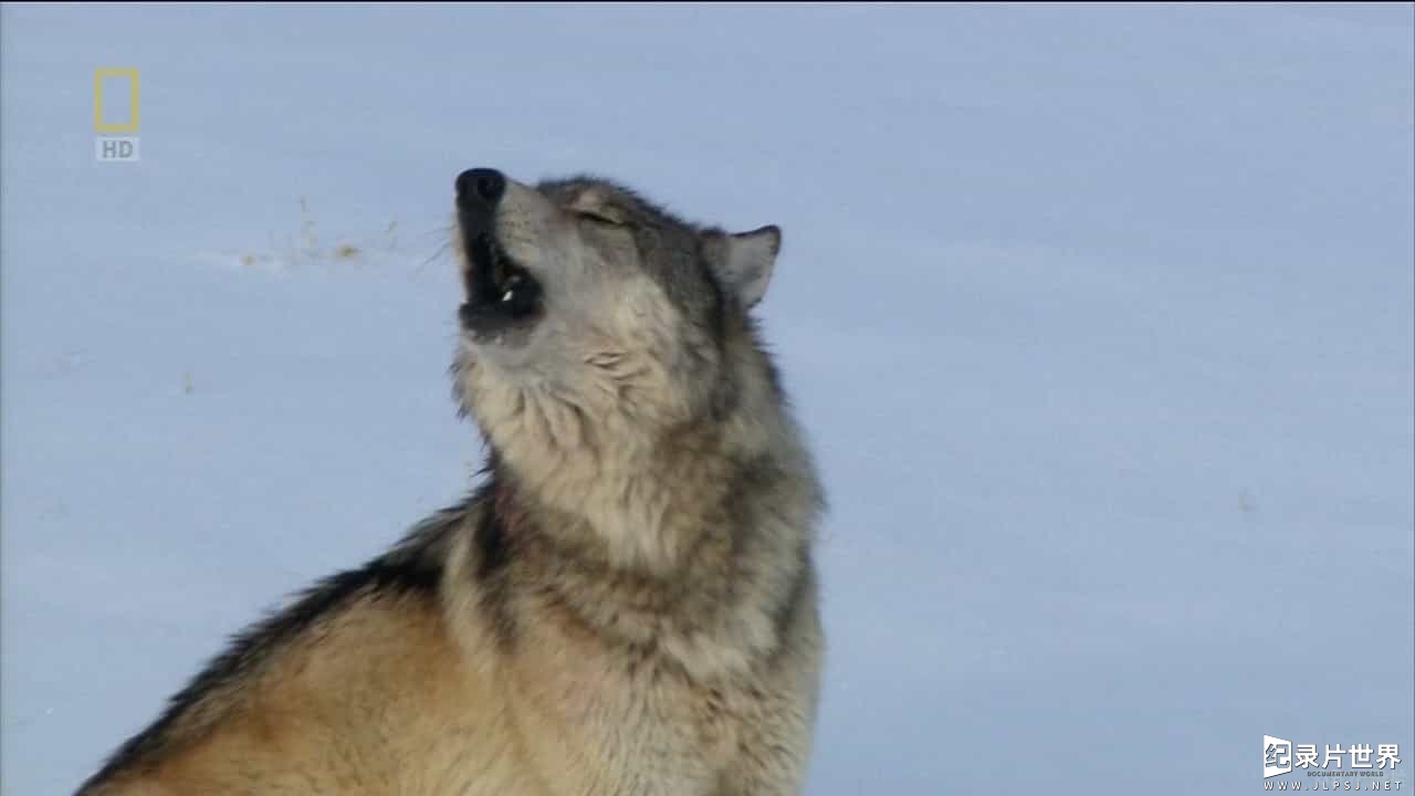 国家地理《野性黄石：女狼 Wild Yellowstone:She Wolf 2014》全1集