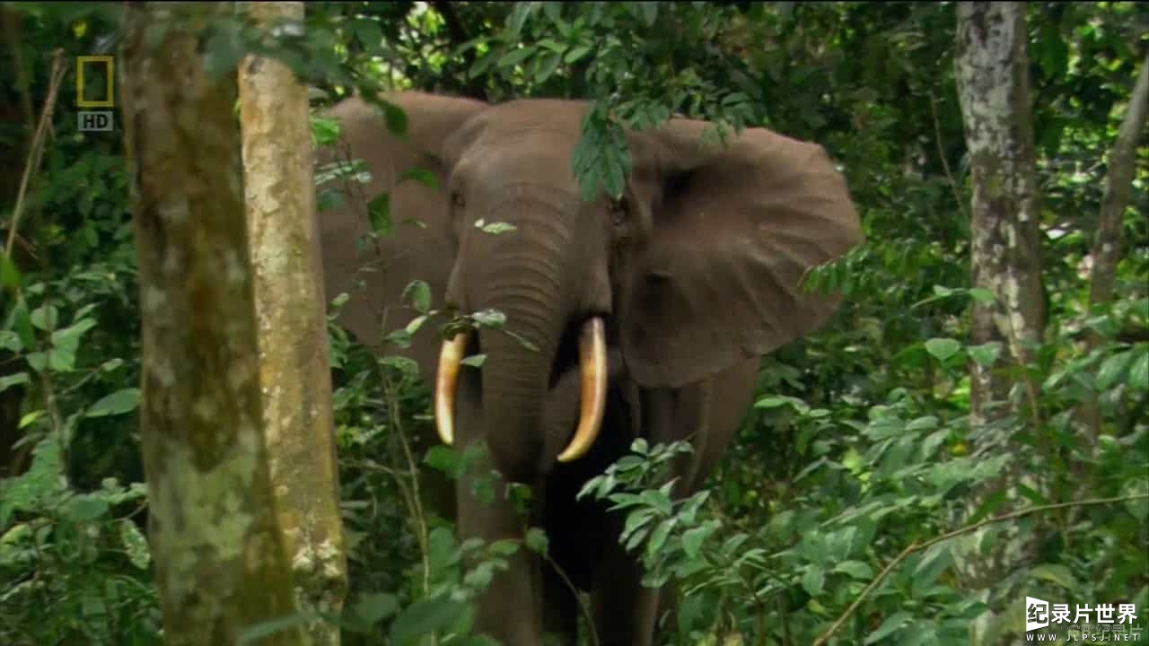 国家地理《野生大地之旅: 野生加彭 Wild Gabon 2014》全1集 