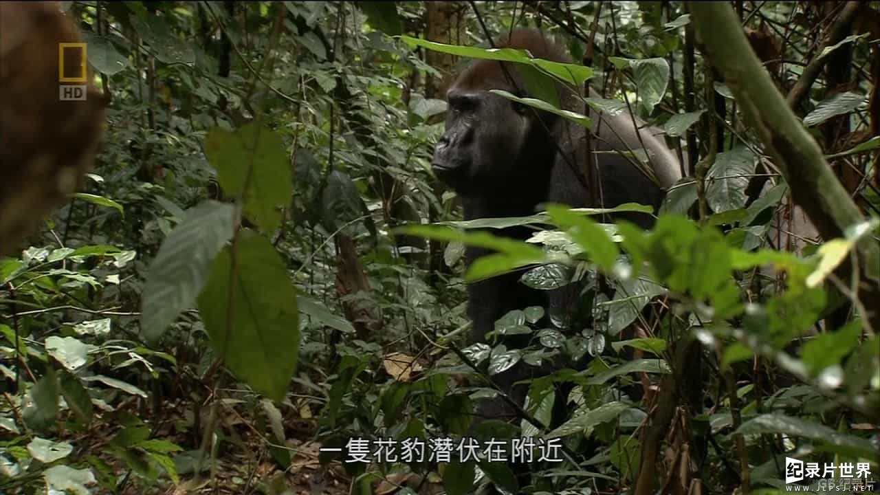 国家地理《刚果：金刚的巢穴 Congo：King Kong's Lair 2014》全1集