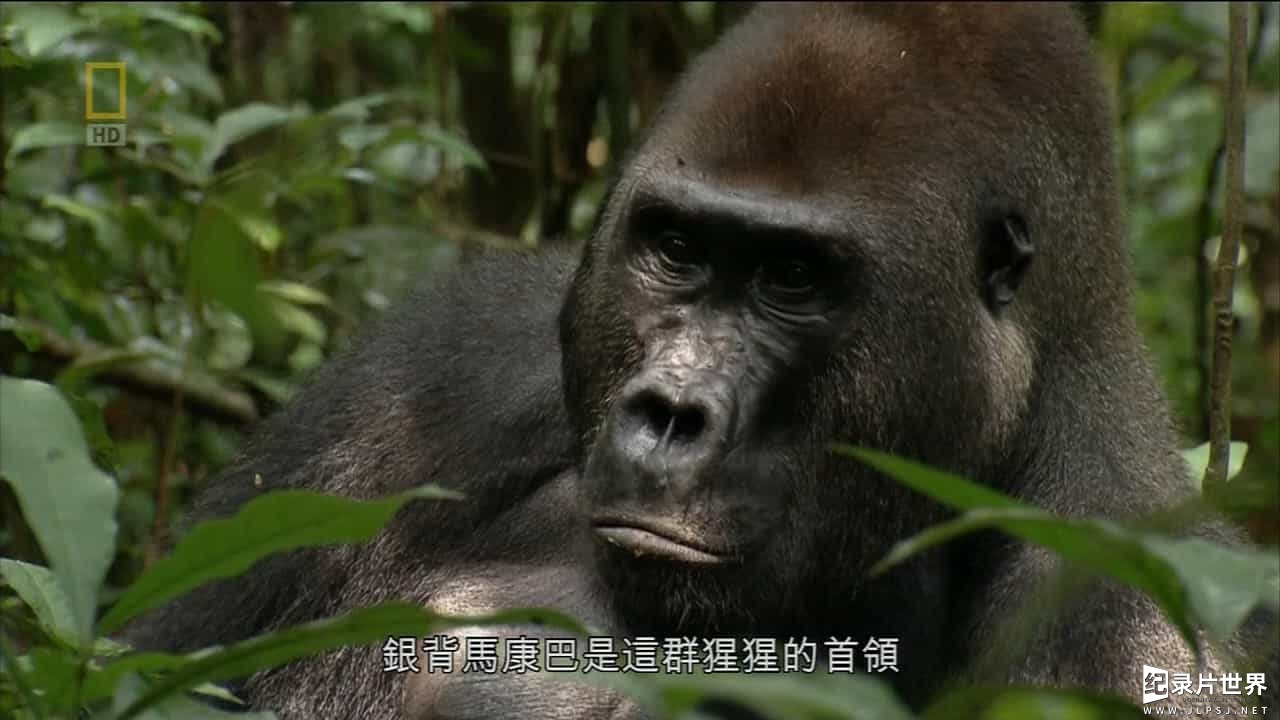 国家地理《刚果：金刚的巢穴 Congo：King Kong's Lair 2014》全1集