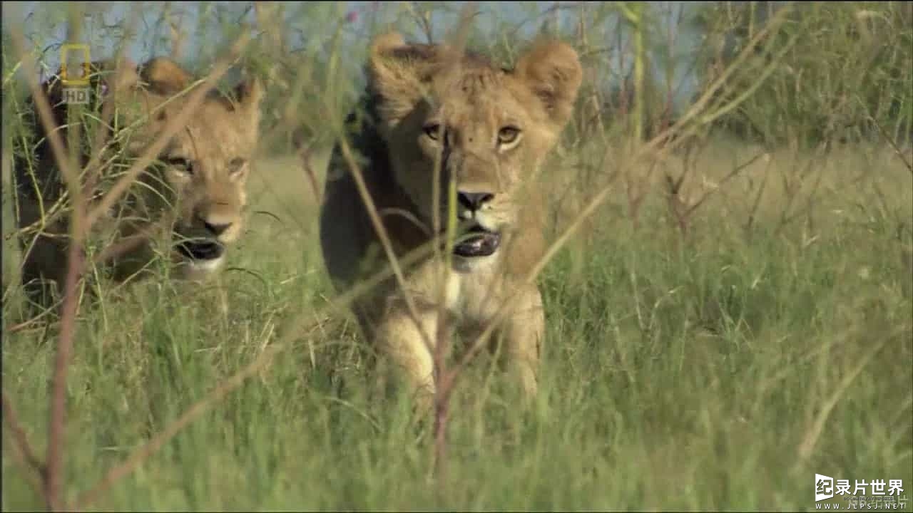 国家地理《野性波札那：狮子兄弟会 Wild Botswana：Lion Brotherhood 2014》全1集