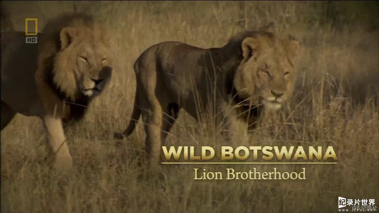 国家地理《野性波札那：狮子兄弟会 Wild Botswana：Lion Brotherhood 2014》全1集