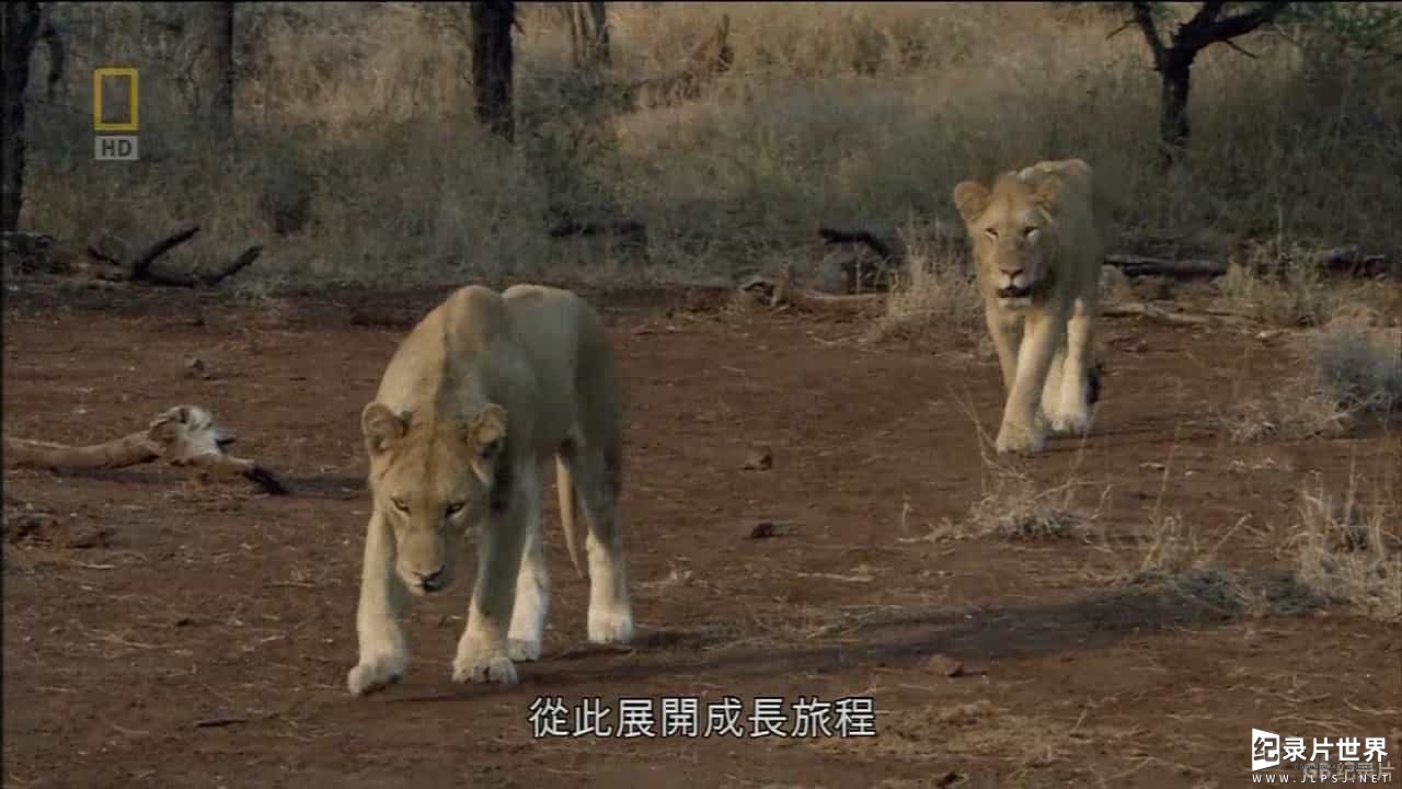 国家地理《野性波札那：狮子兄弟会 Wild Botswana：Lion Brotherhood 2014》全1集