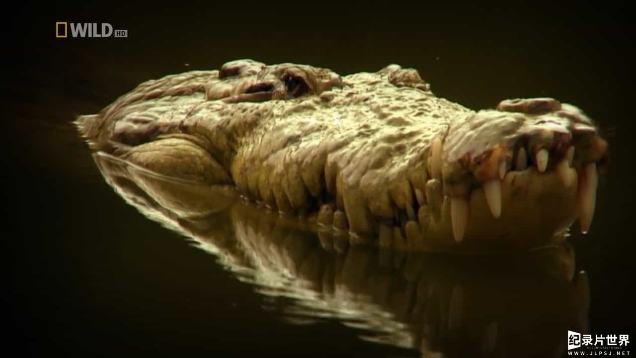 国家地理《人鳄情缘 The Man Who Swims With Crocodiles 2013》全1集 