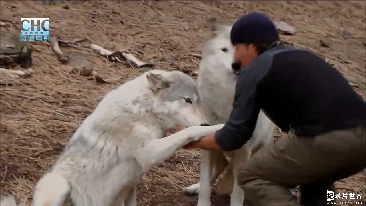 国家地理《荒野远征：狼群探索/走进狼群 Inside The Wolf Pack 2010》全1集