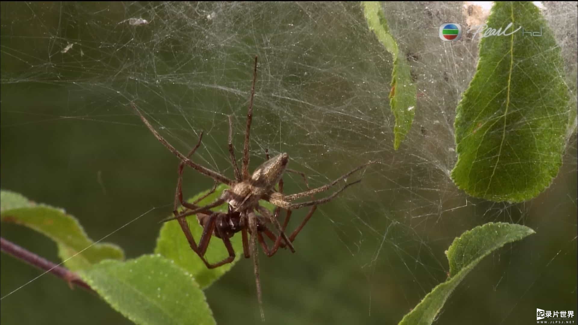 国家地理《蜘蛛百科 Super Spider 2010》全1集