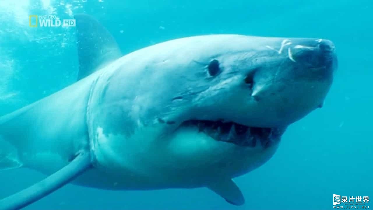 国家地理《致命的澳洲鲨鱼海岸 Australia's Deadliest Shark Coast 2013》全1集