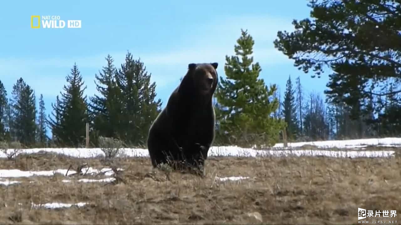 国家地理《荒野远征：灰熊之夜+巨狼+美国吸血蝙蝠 America The Wild: Night of The Grizzly 2013》全3集 