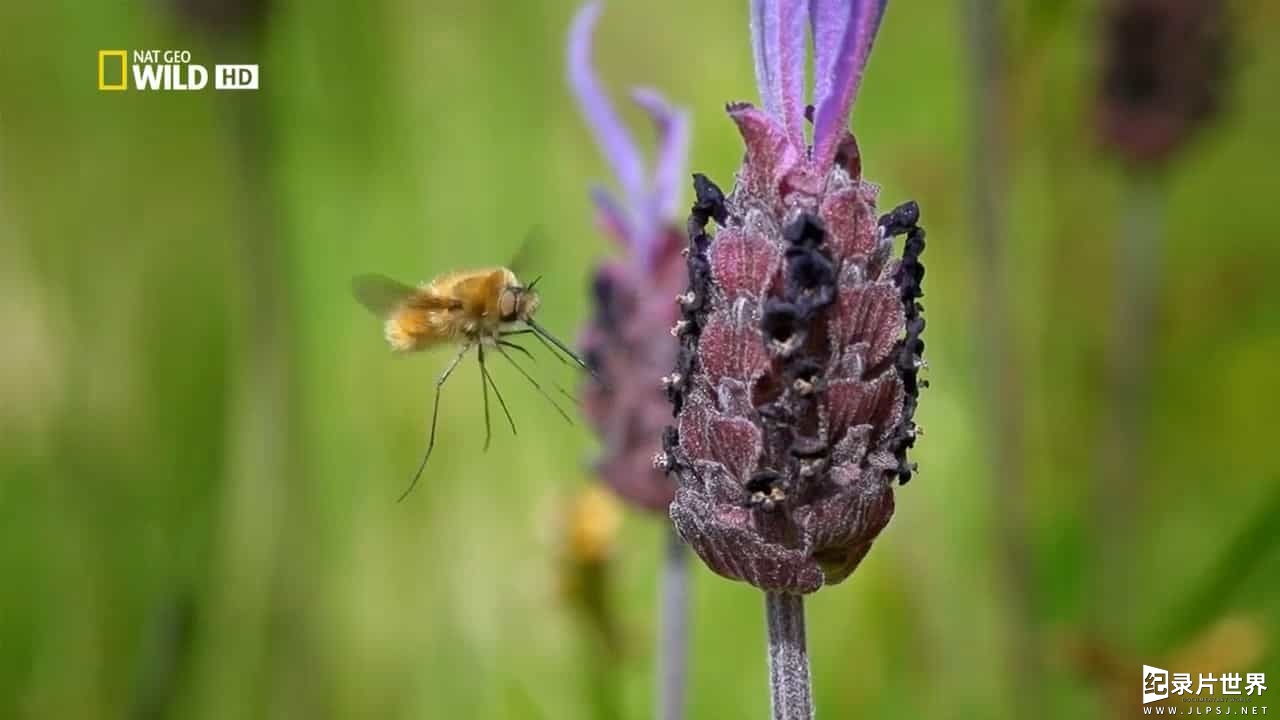 国家地理《最后的地中海森林 Wild Med》全1集