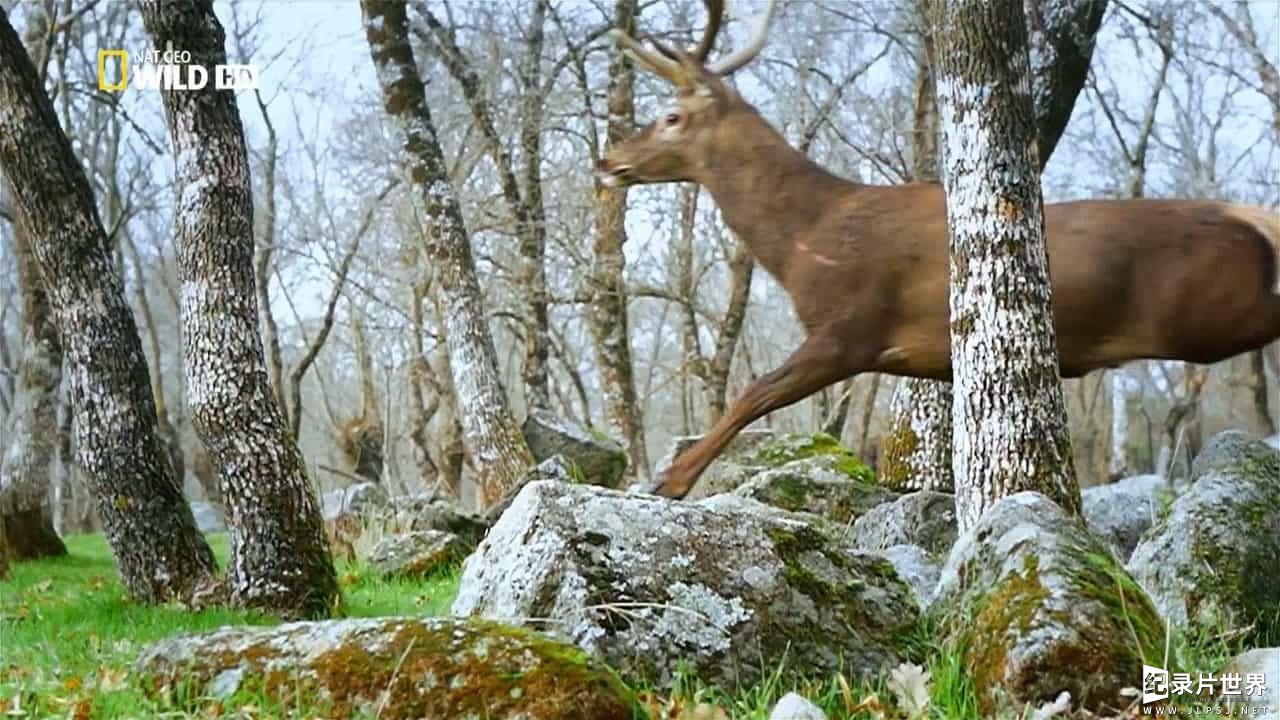 国家地理《最后的地中海森林 Wild Med》全1集