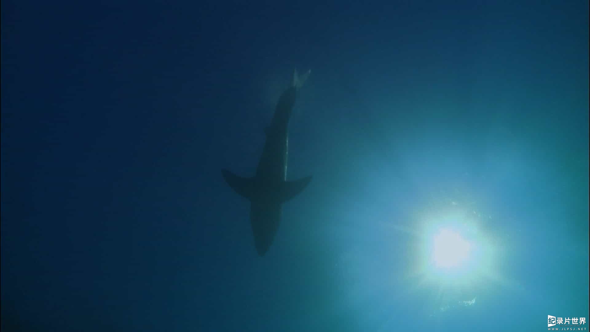 国家地理《大白鲨的史诗般旅程/大白鲨的长途冒险旅程 Great White Odyssey 2008》全1集