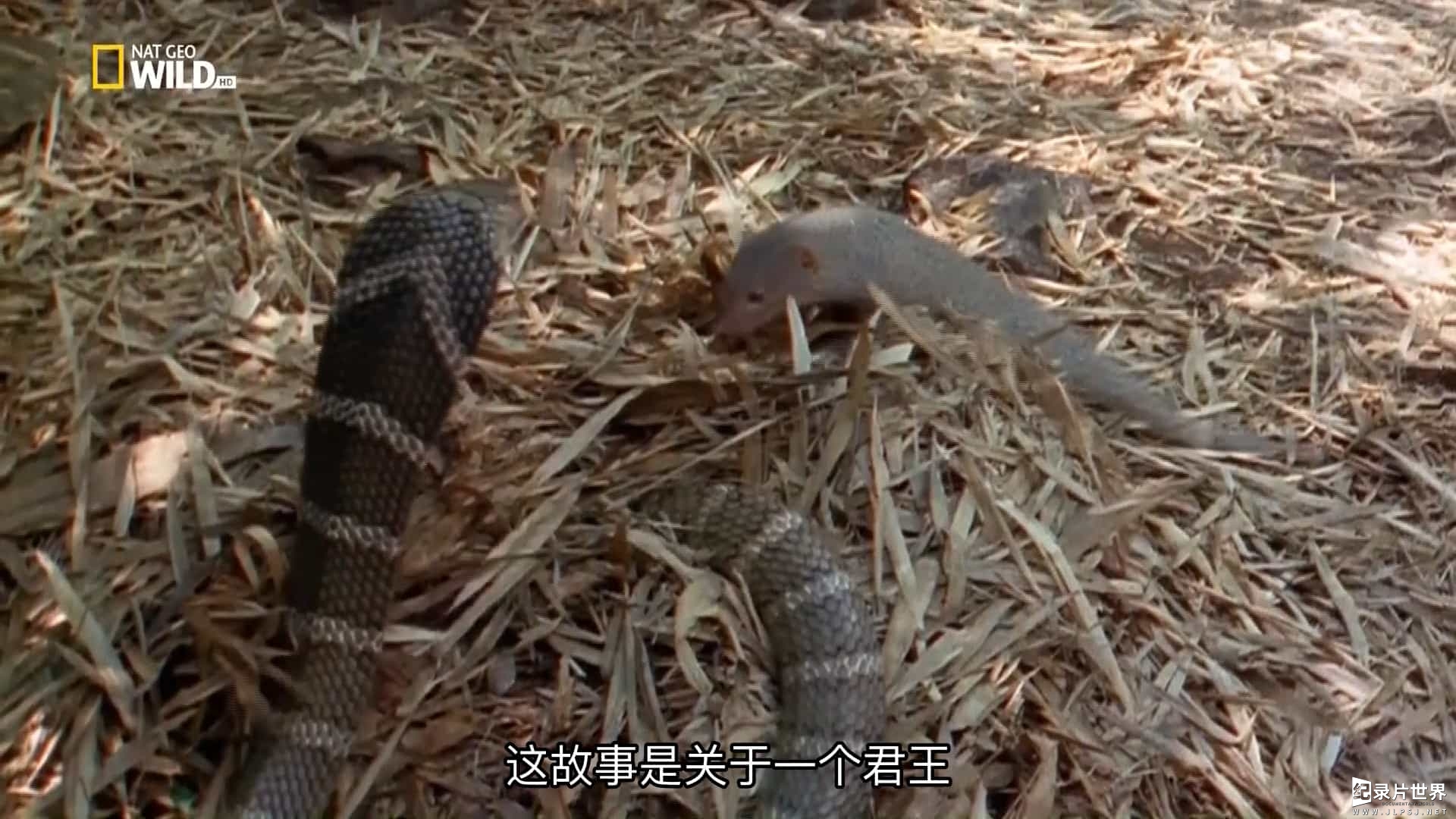 国家地理《眼镜王蛇 King Cobra 1997》全1集
