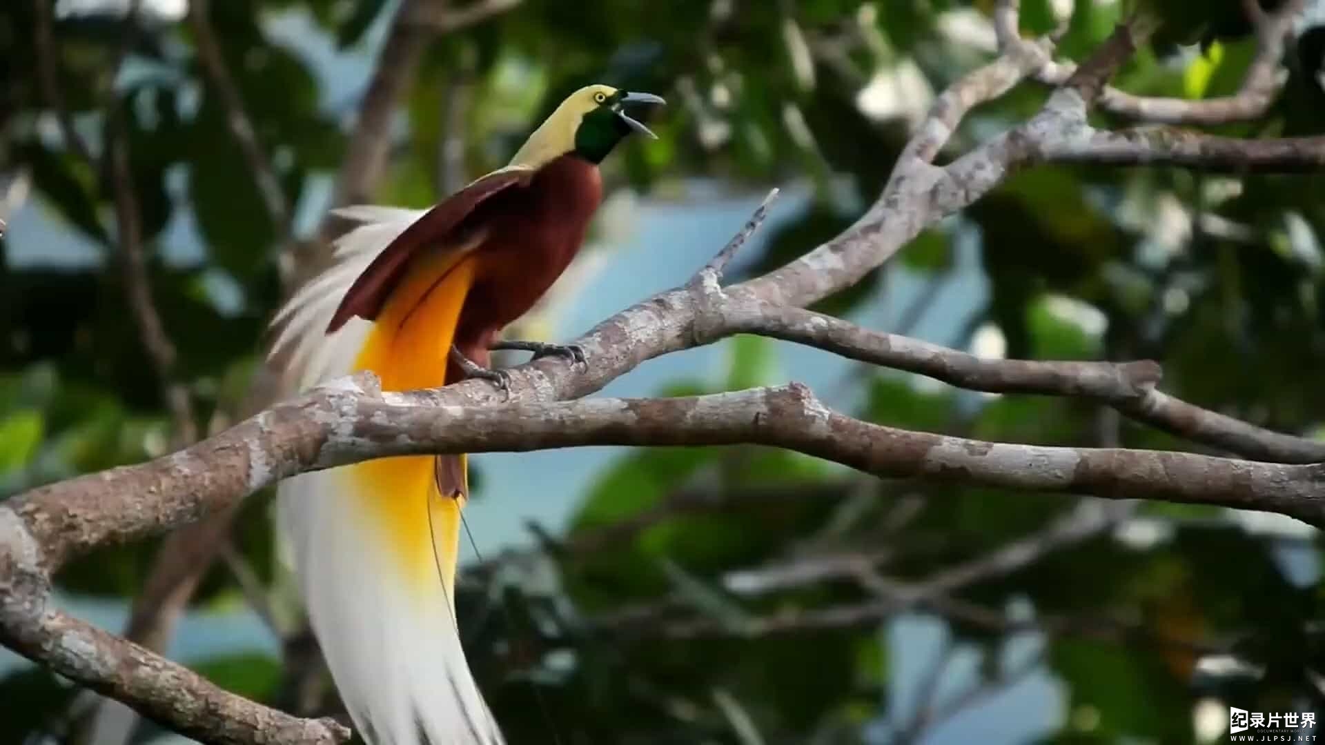 国家地理《鸟类星球 Planet of the Birds 2018》全1集 