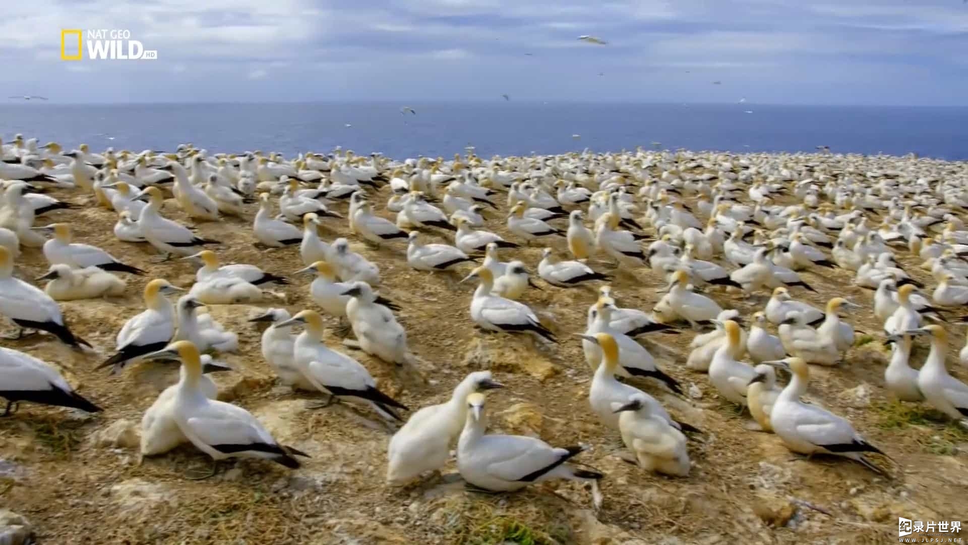 国家地理《鸟类星球 Planet of the Birds 2018》全1集 