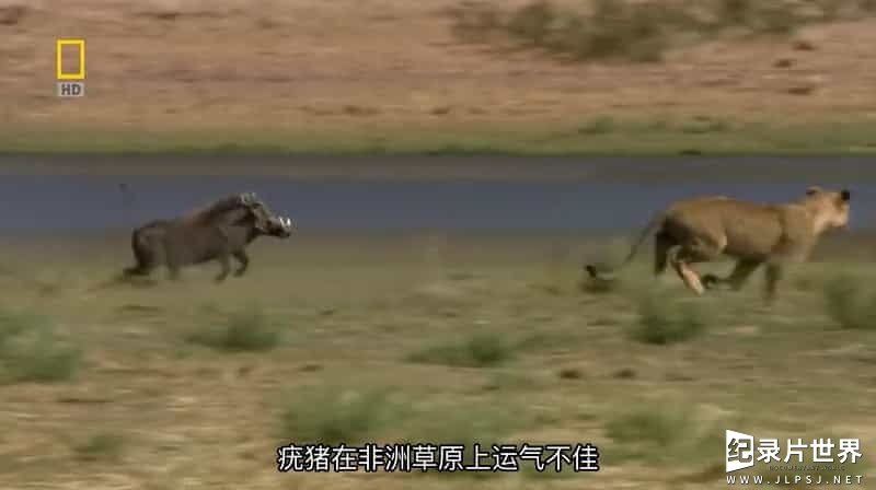 国家地理《勇敢的疣猪妈妈 Mother Warthog 2009》全1集