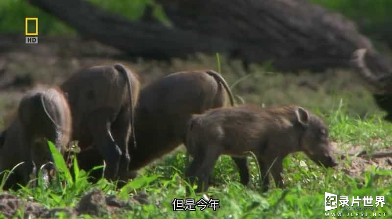 国家地理《勇敢的疣猪妈妈 Mother Warthog 2009》全1集