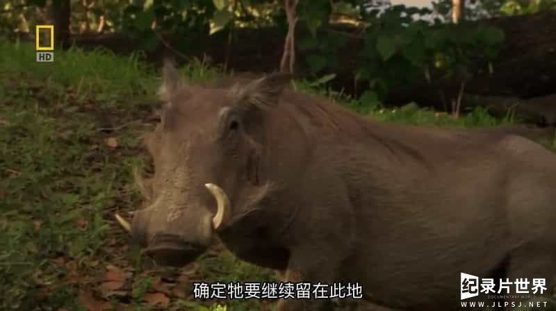 国家地理《勇敢的疣猪妈妈 Mother Warthog 2009》全1集