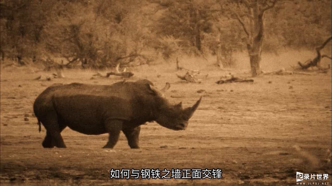 国家地理《拯救犀牛 Rhino Rescue 2009》全1集 