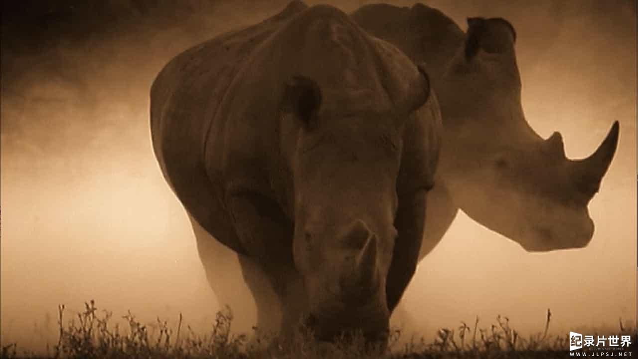 国家地理《拯救犀牛 Rhino Rescue 2009》全1集 