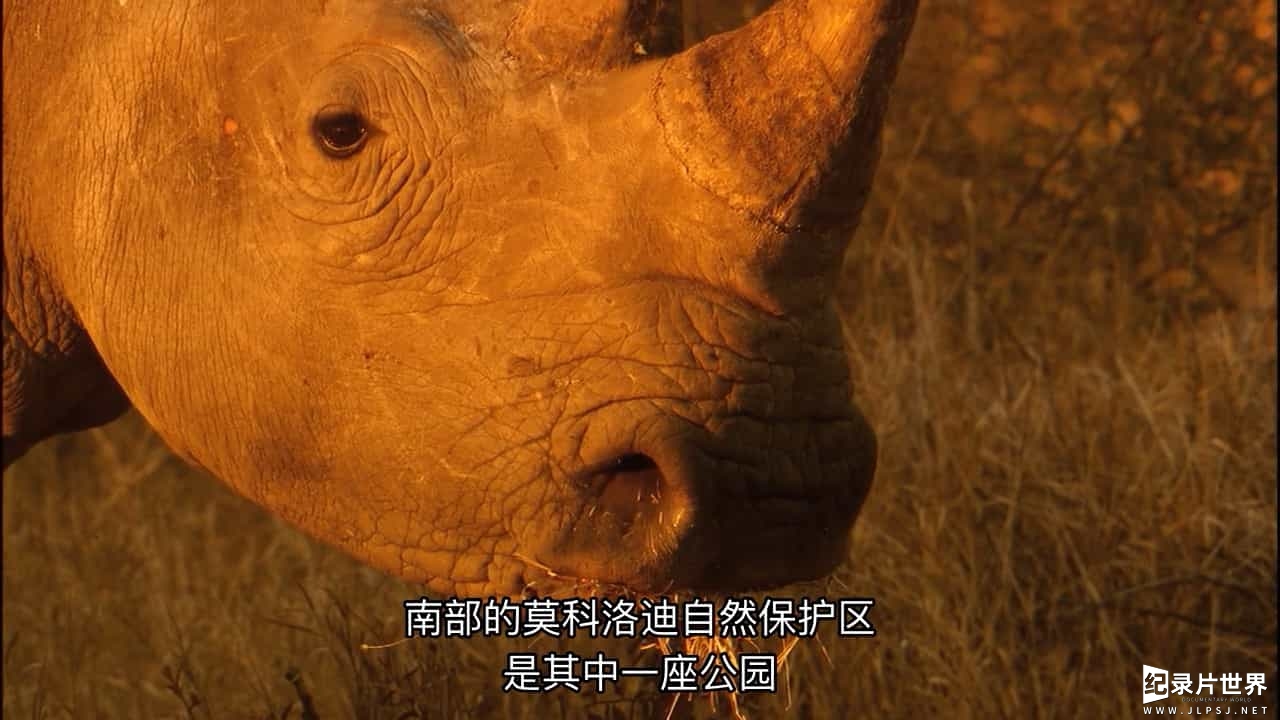 国家地理《拯救犀牛 Rhino Rescue 2009》全1集 