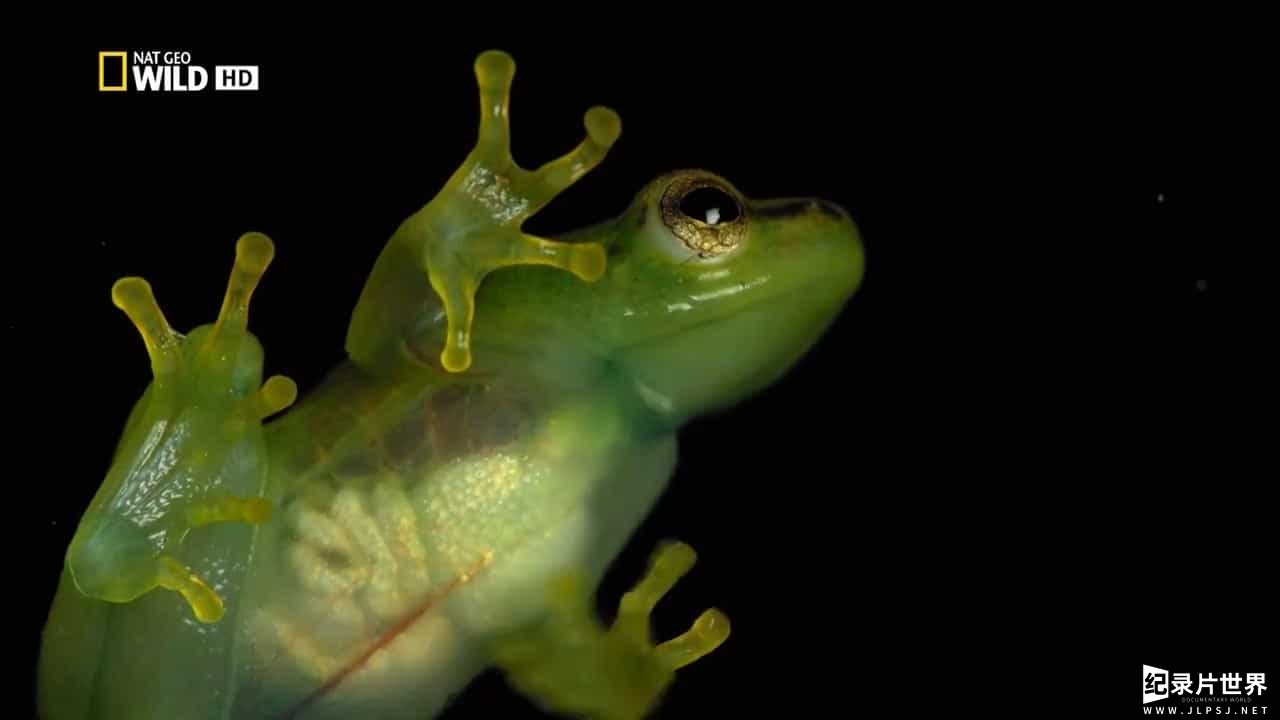 国家地理《怪物青蛙 Monster Frog》全1集 