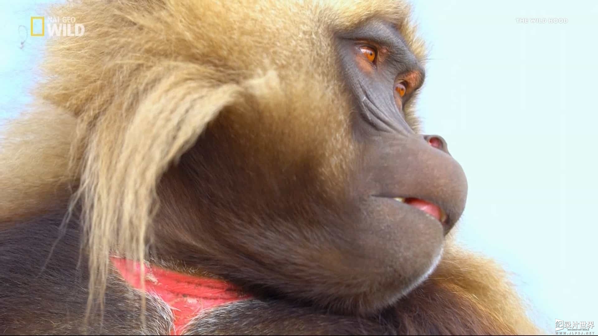 国家地理《山地狒狒 Wild King of the Mountain Baboons》全1集