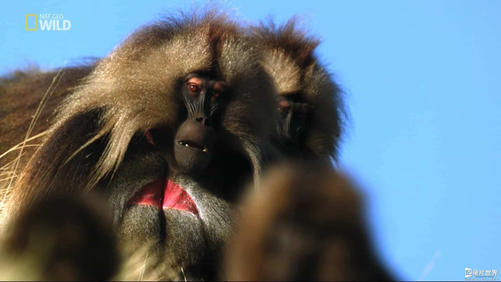 国家地理《山地狒狒 Wild King of the Mountain Baboons》全1集