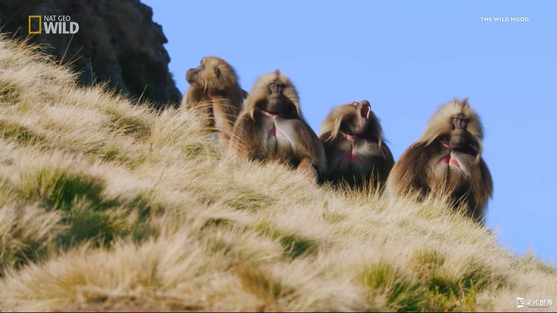 国家地理《山地狒狒 Wild King of the Mountain Baboons》全1集