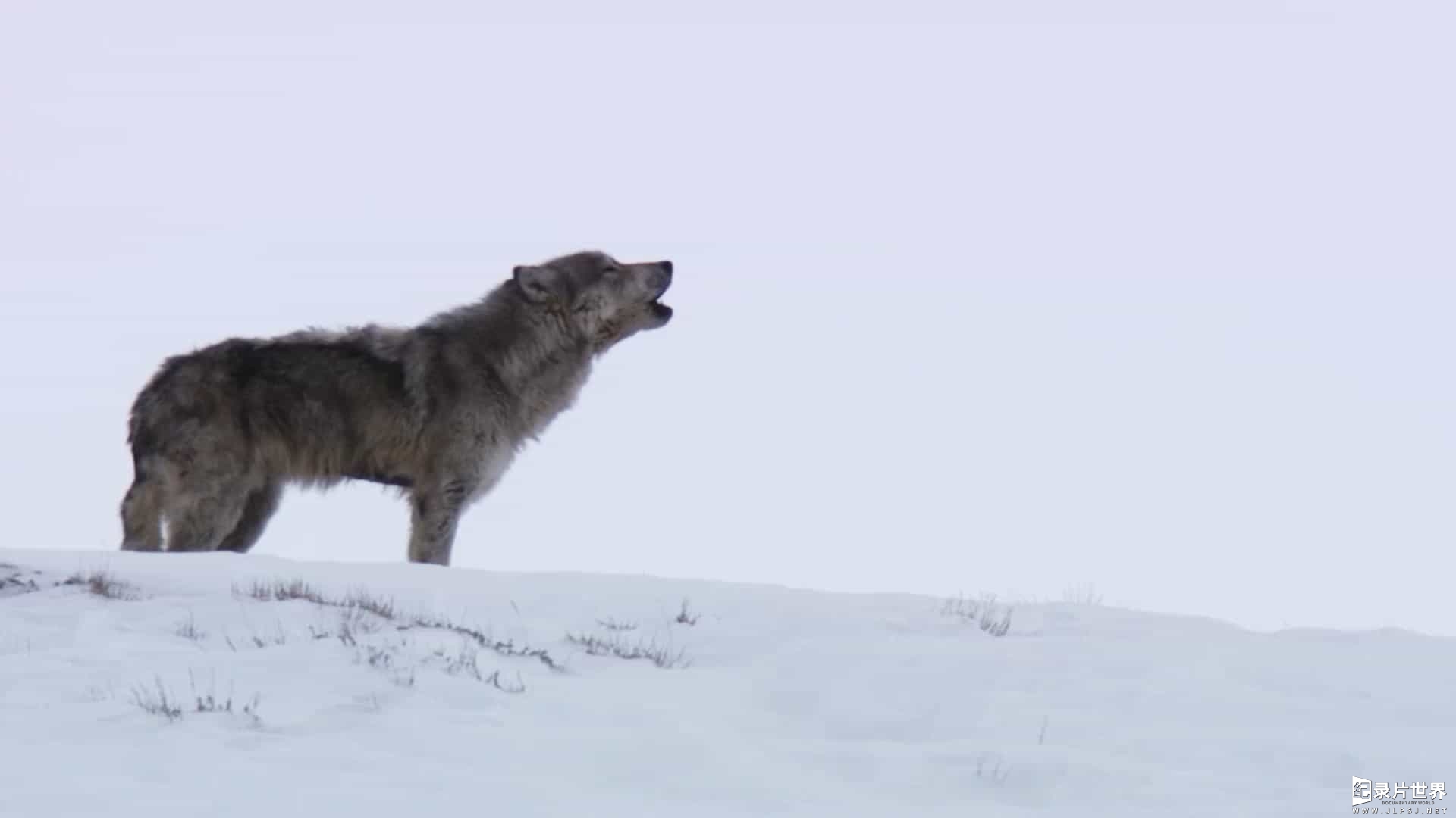 国家地理《黄石公园的狼 Yellowstone Wolves 2019》全1集