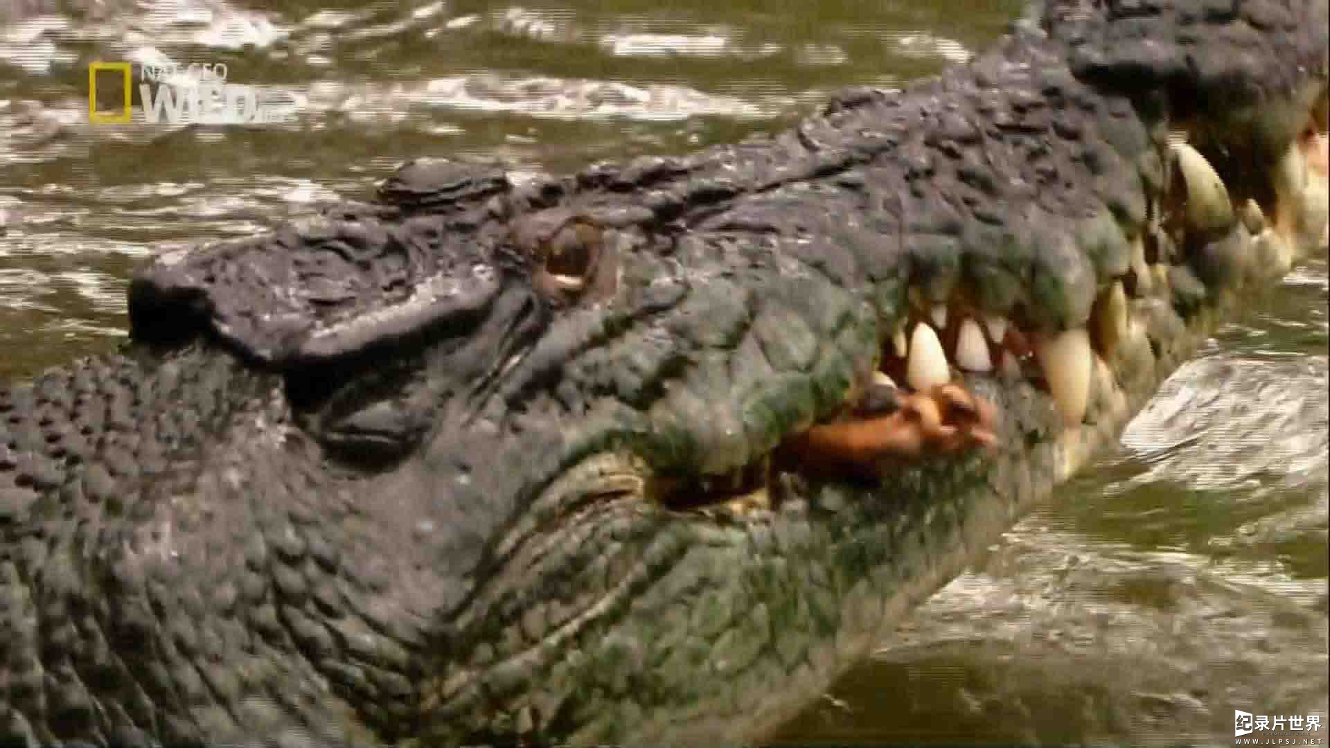 国家地理纪录片《鳄鱼之王 Crocodile King 2009》全1集