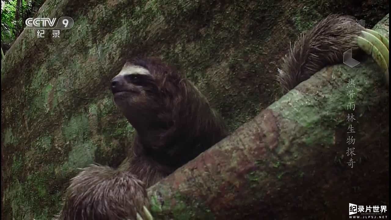 国家地理《热带雨林生物探奇 Secret Life Of The RainForest 2015》全1集