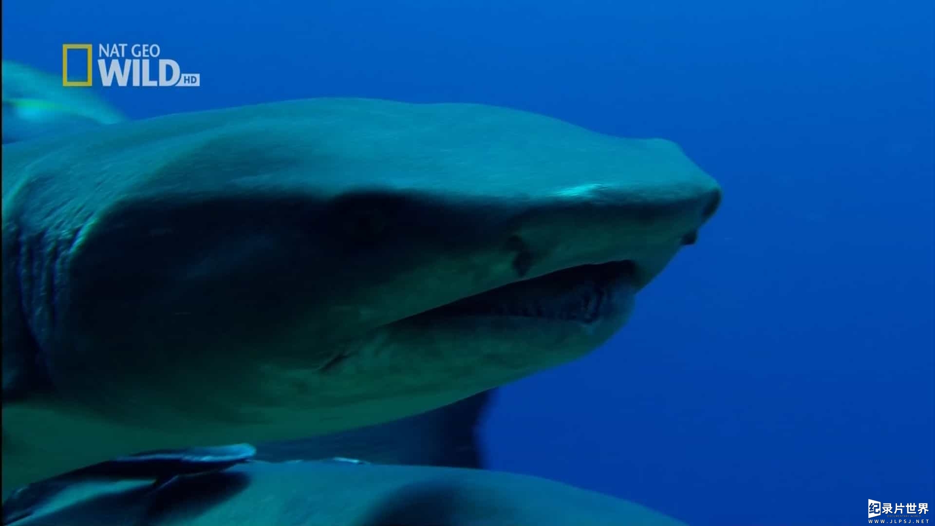 国家地理纪录片《动物拍档大出击：喂食鲨鱼Strike Force：Shark Bait 2014》全1集 