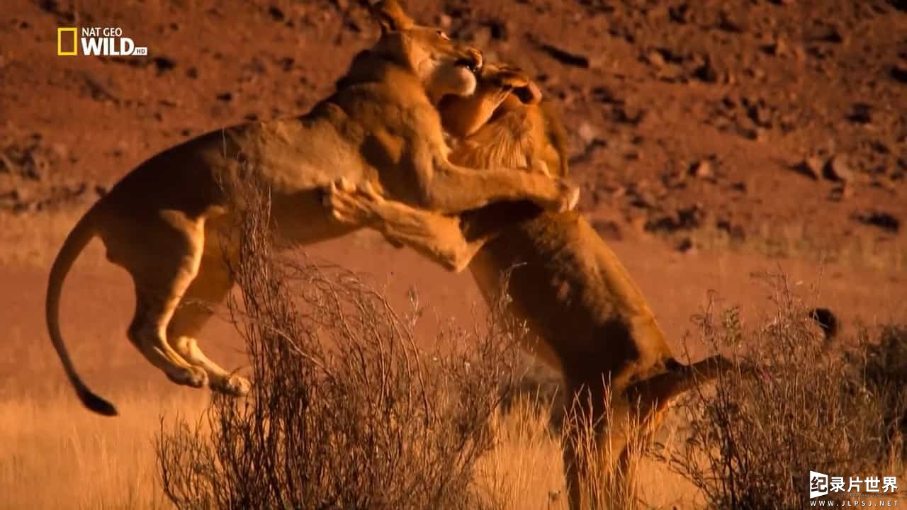 国家地理纪录片《消失的王者:纳米布沙漠狮/沙漠战士：纳米布的狮子们 Vanishing Kings:Desert Lions of Namib 2015》全1集