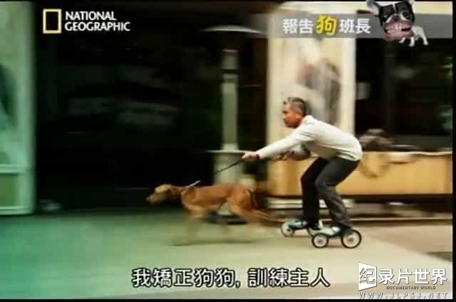 国家地理《狗语者 精选 Dog Whisperer with Cesar Millan》全145集