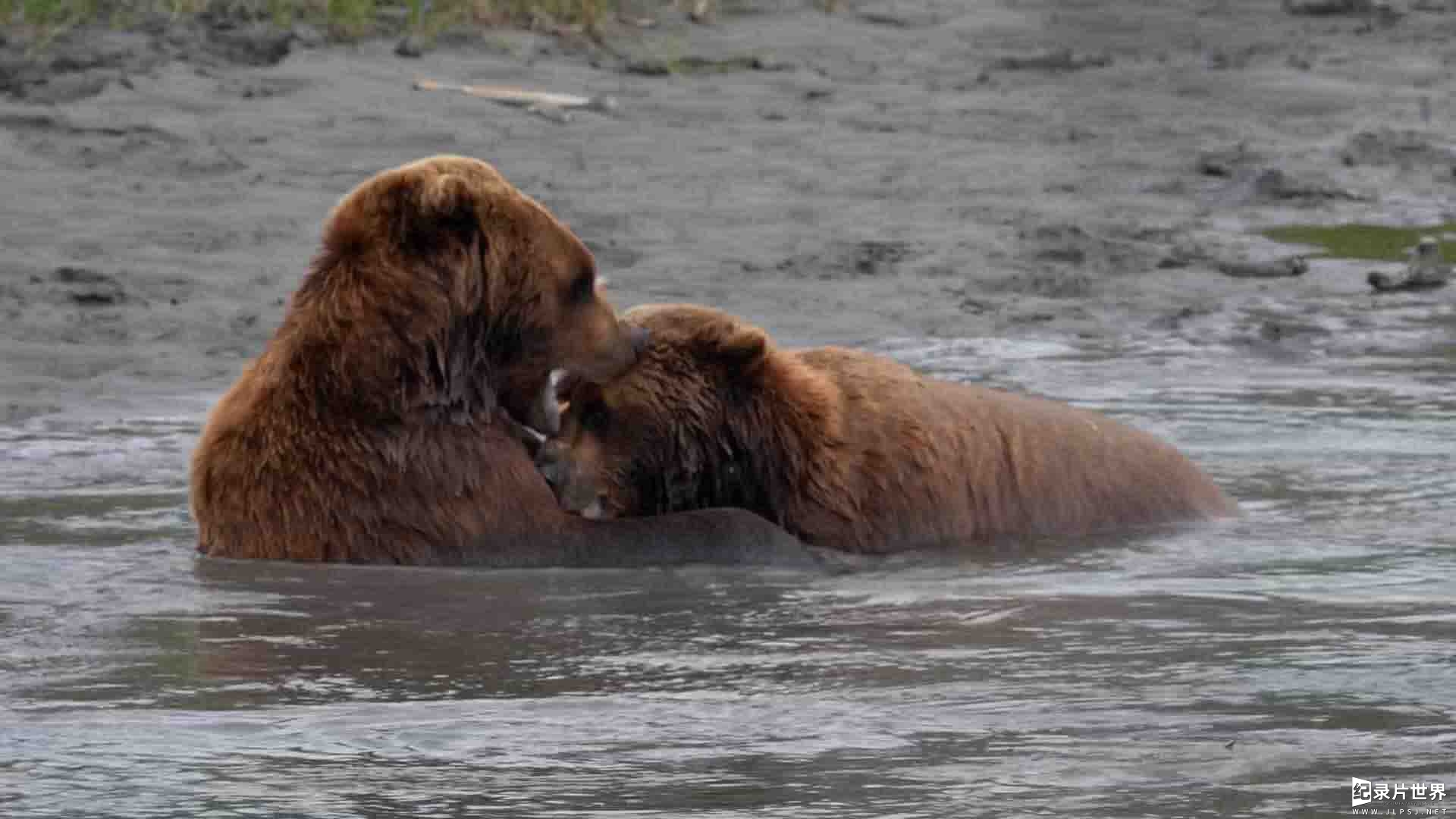 国家地理《阿拉斯加野生动物救援 Alaska Animal Rescue 2020》第1季全6集