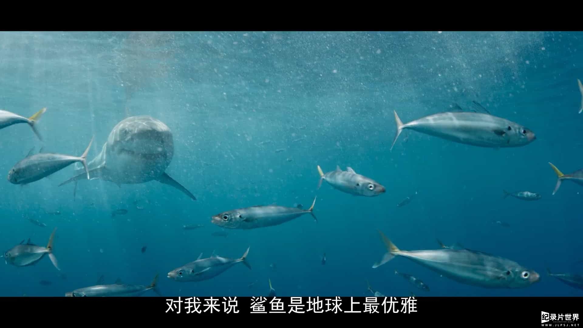 国家地理《里斯·海姆斯沃斯的鲨滩奇遇/克里斯·海姆斯沃斯的鲨滩奇遇 Shark Beach with Chris Hemsworth 2021》全1集 