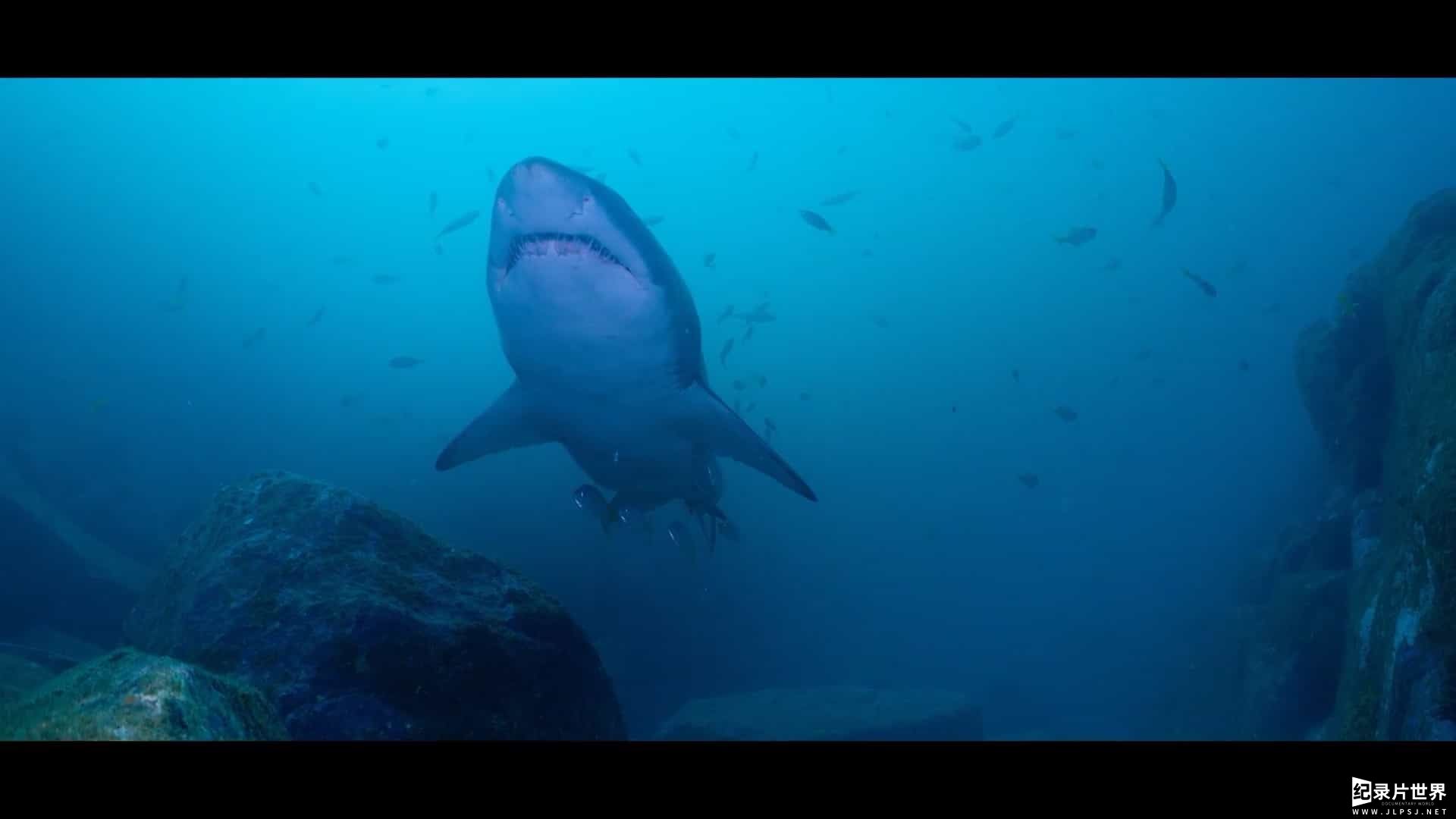 国家地理《里斯·海姆斯沃斯的鲨滩奇遇/克里斯·海姆斯沃斯的鲨滩奇遇 Shark Beach with Chris Hemsworth 2021》全1集 