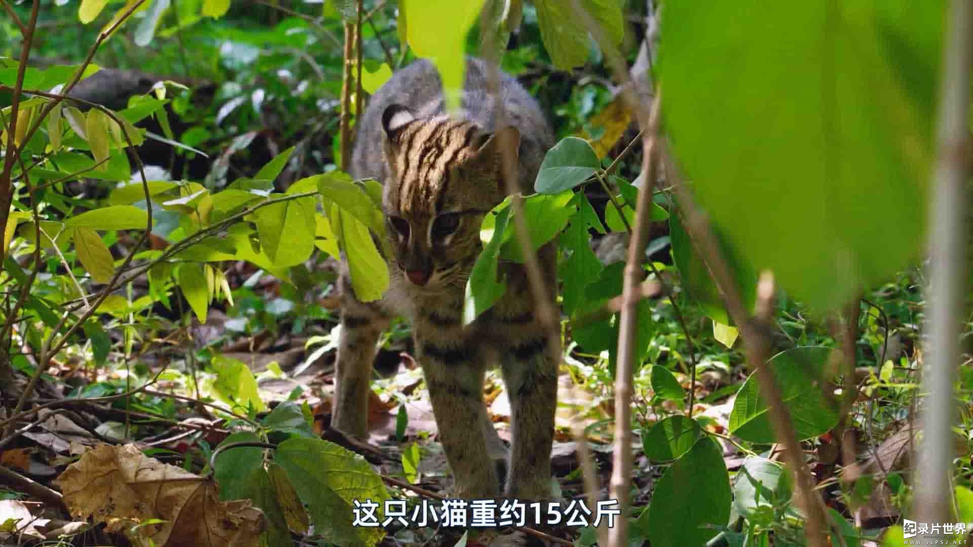 国家地理《泰国野生大猫/泰国野生猫科/泰國野生大貓 Thailands Wild Cats 2021》全1集