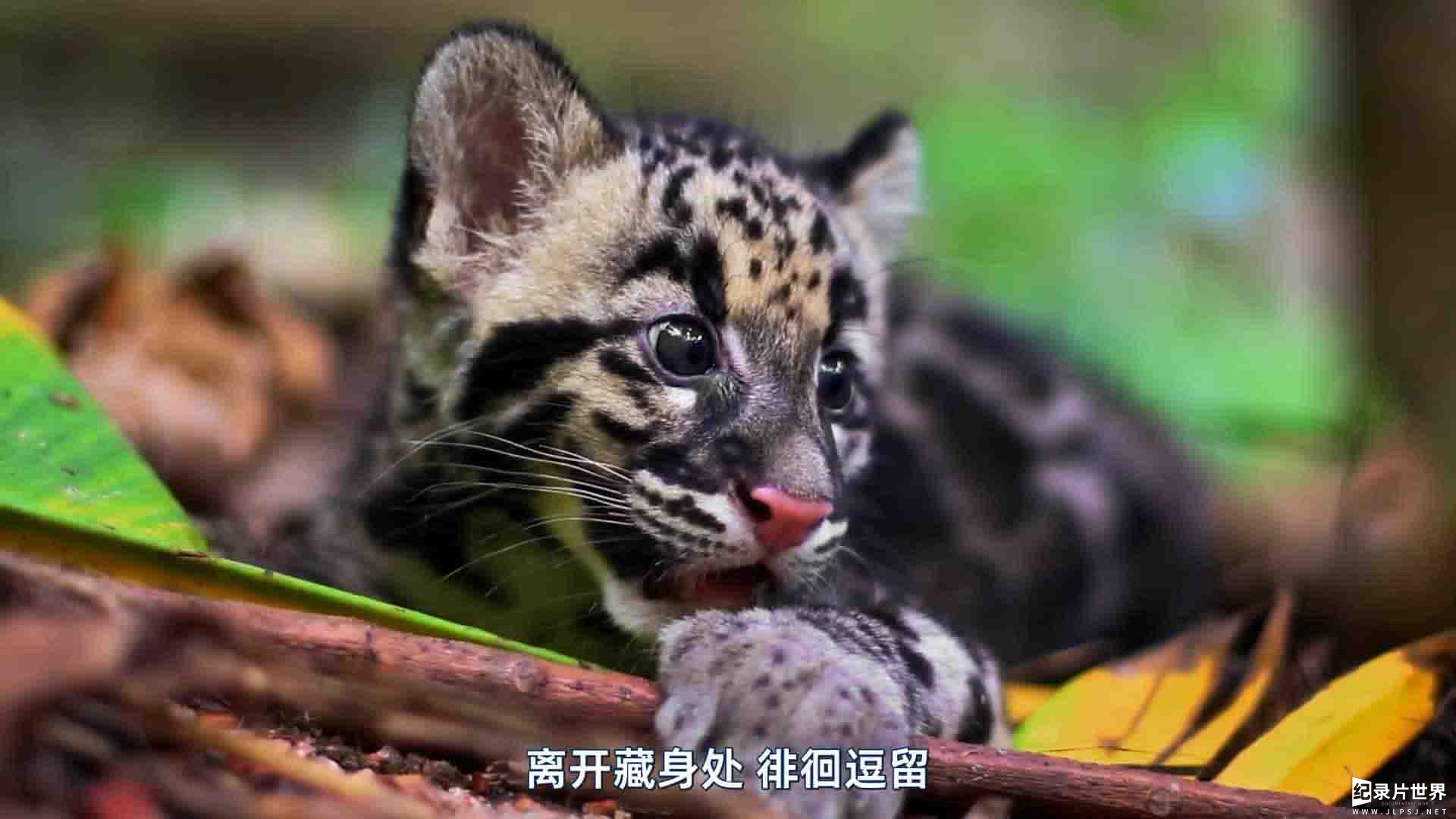 国家地理《泰国野生大猫/泰国野生猫科/泰國野生大貓 Thailands Wild Cats 2021》全1集